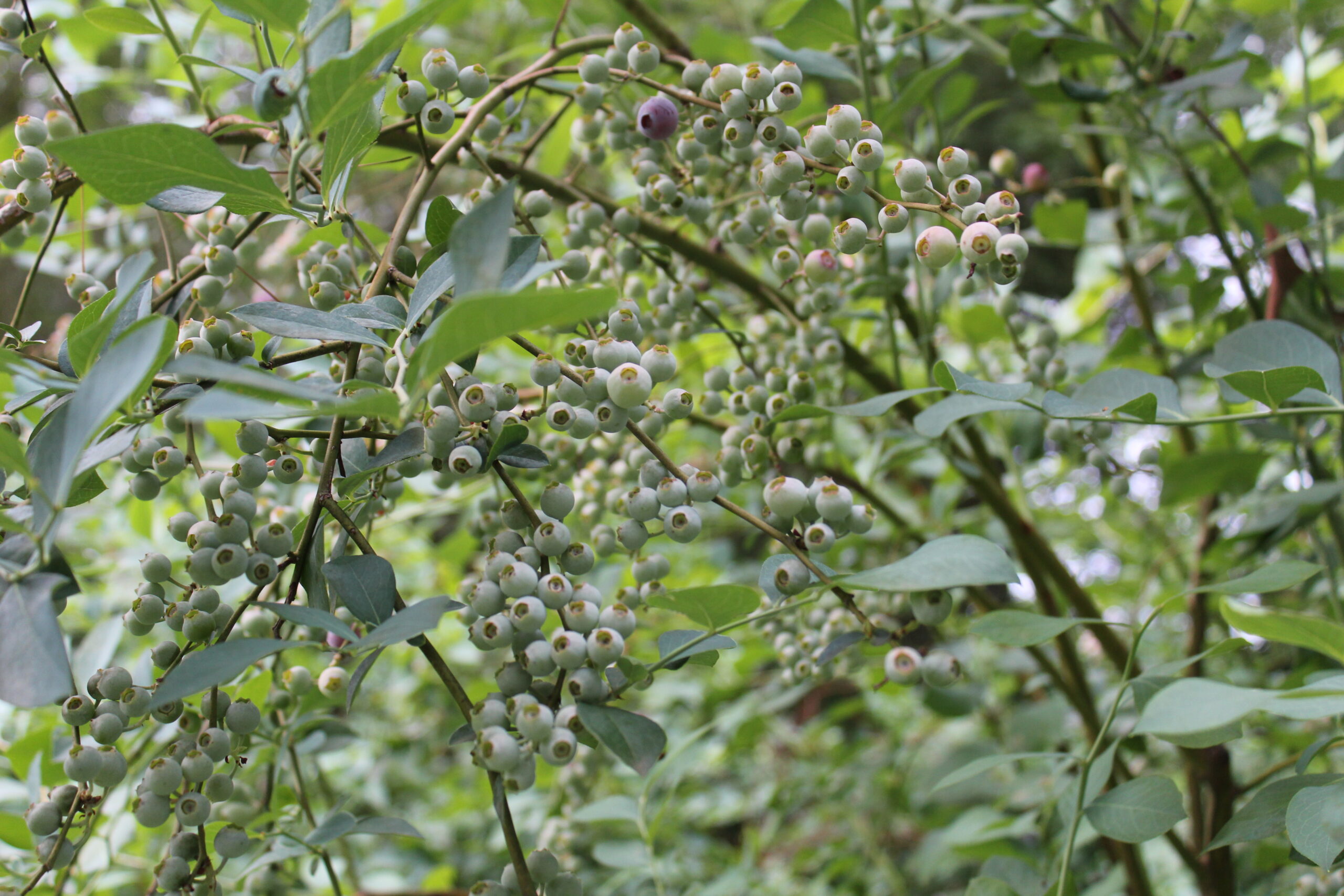 How to Grow Blueberries for a Successful Harvest
