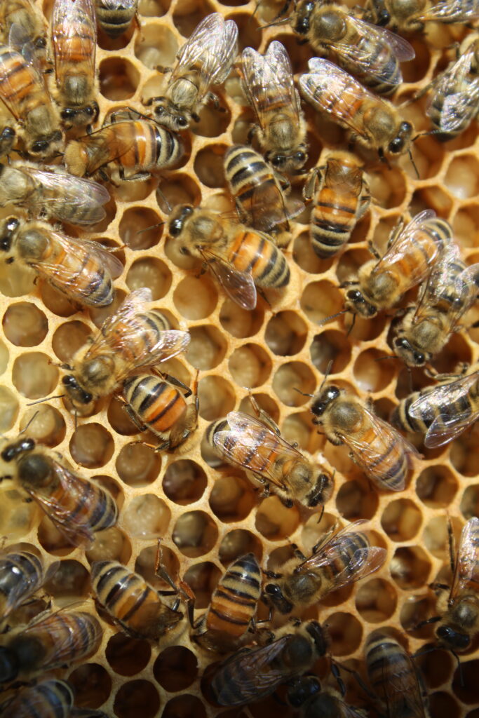 Honey bee frame with larva