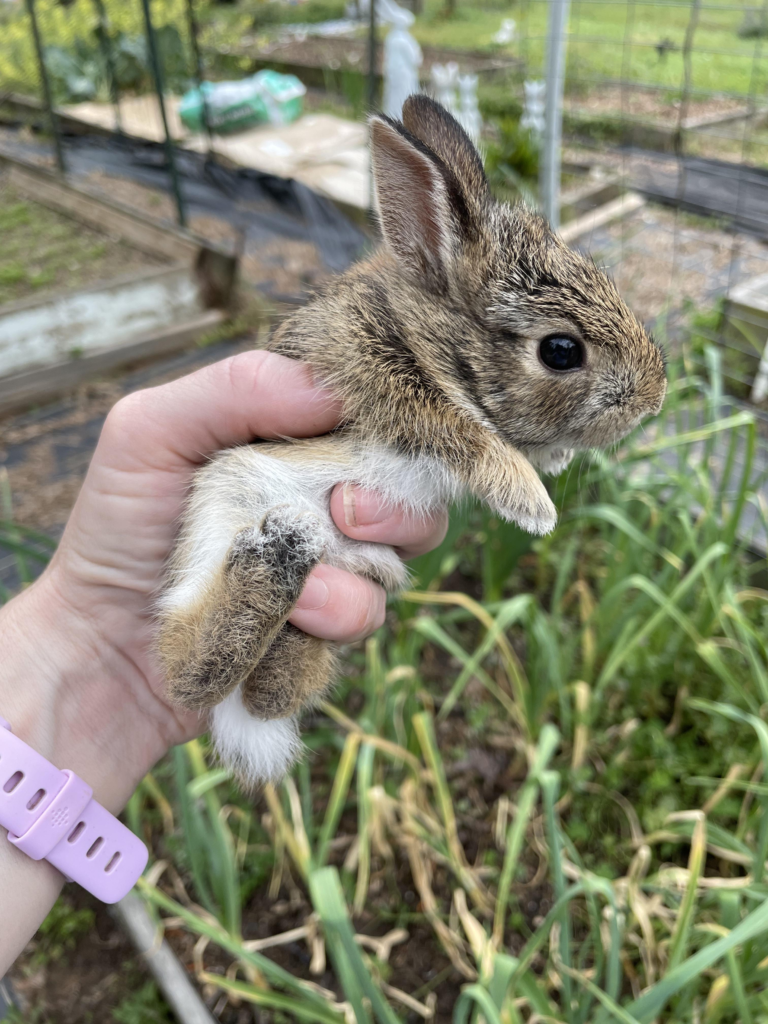 bunny in the garden